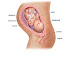 .. 33 weeks..menanti dalam debaran! ..