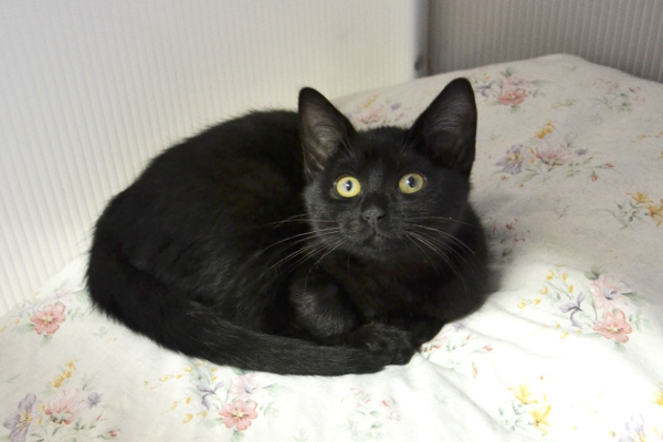Pour tordre le cou à ces méchantes idées, il suffit de passer un peu de temps avec un chat noir. Ces panthères noires si distinguées et gracieuses sont tout