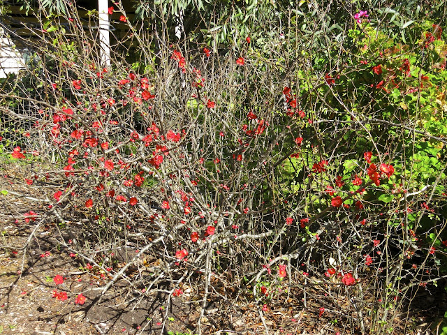 Elephant S Eye Winter Sun And Japanese Flowering Quince