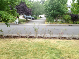Line of rose bushes along the sidewalk; lumps of mulch that has been raked to expose dirt; lots of dead grass.