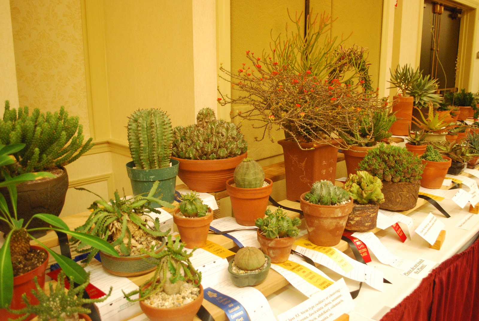 Brooklyn Garden Girl The CT Cactus Show and Eastern Cactus Conference