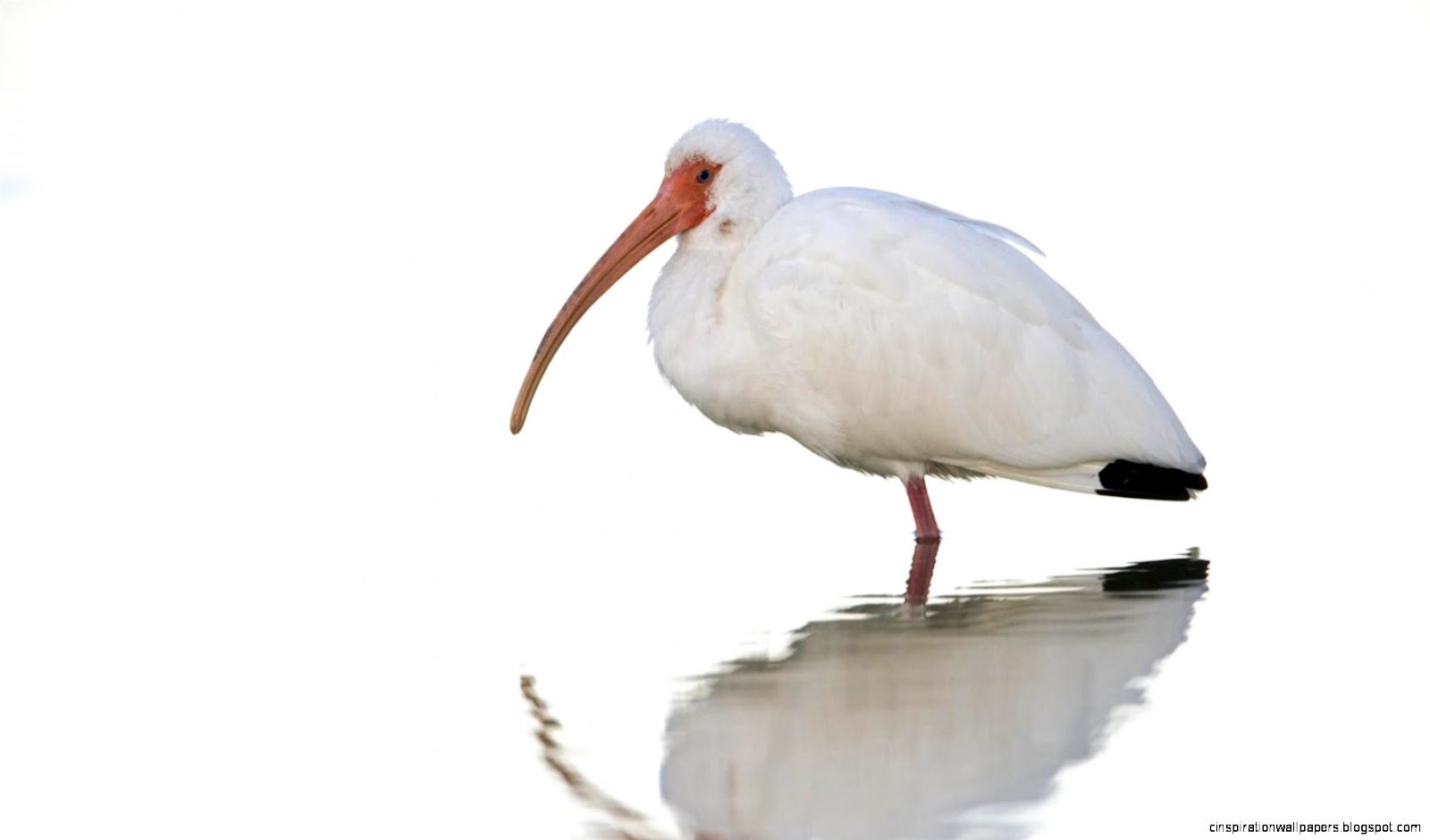 Fort Myers Florida Wallpaper 1920X1080 Fort Myers Florida Wallpaper 1920X1080