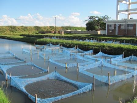Auburn Aquaculture Programs Florida