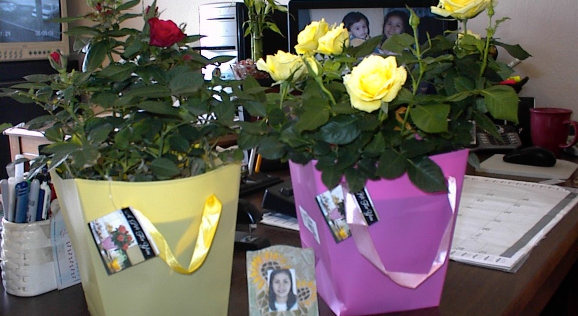 Roses Red & Yellow ( How To Grow ) Garden The Easy Way