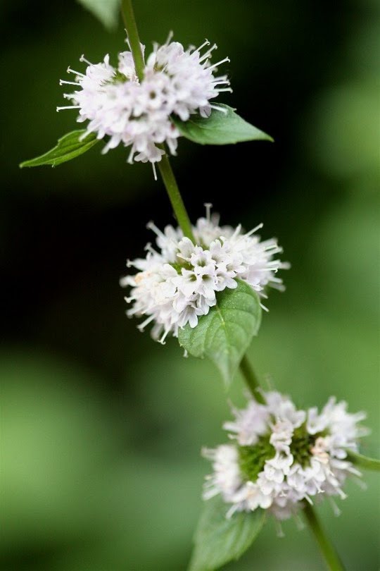 Vriksha Nursery Flower Power Edible Flowers At The Nursery!!