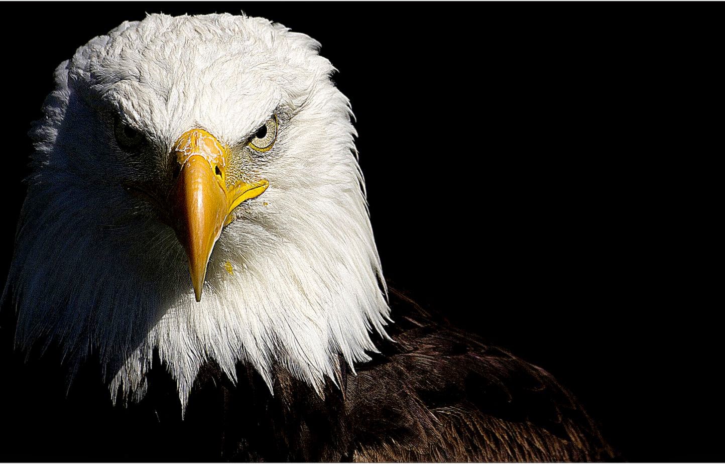 Flaming Eagle wallpaper ForWallpaper Flaming Eagle wallpaper ForWallpaper