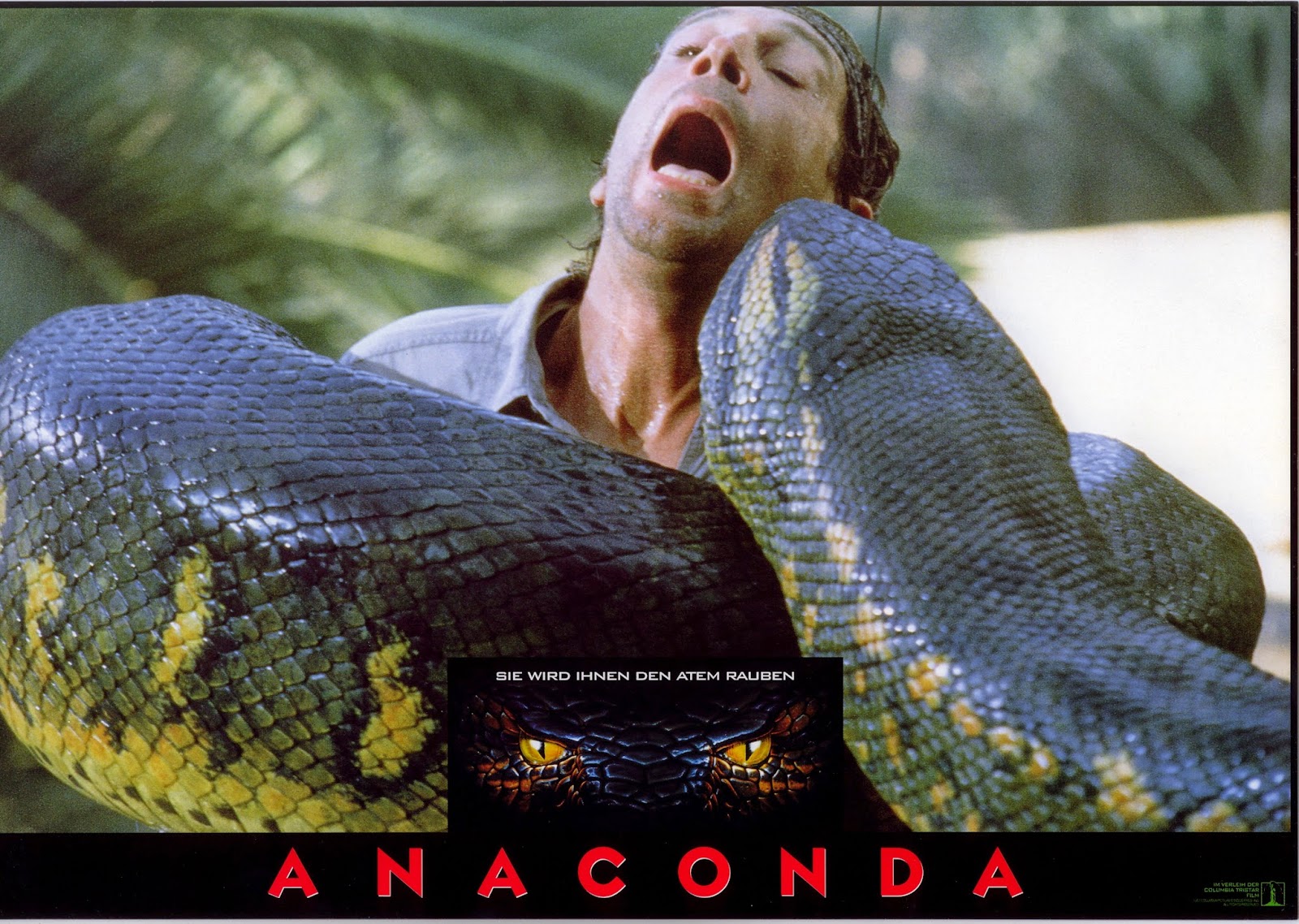 anaconda le predateur
