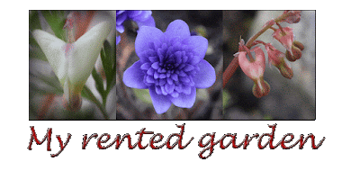 My rented garden
