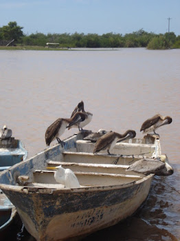 Sleeping Pelicans, Isla de Mexcaltitan, Nayarit