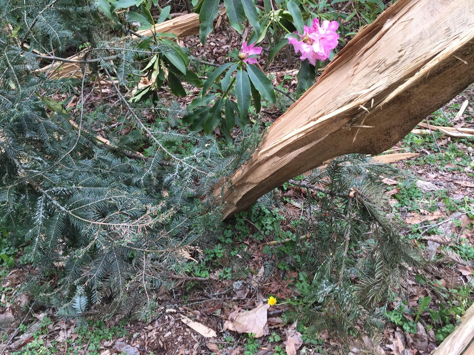 Cliff Mass Weather and Climate Blog Exploding Trees and Lightning