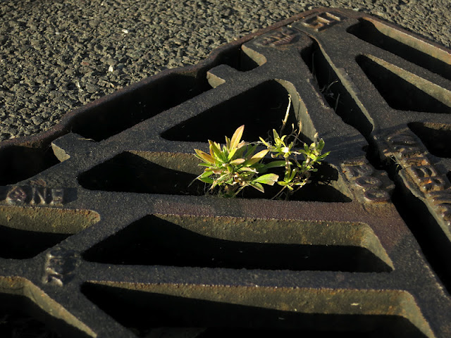 Small plant (Wallflower?) growing in a street drainage grid