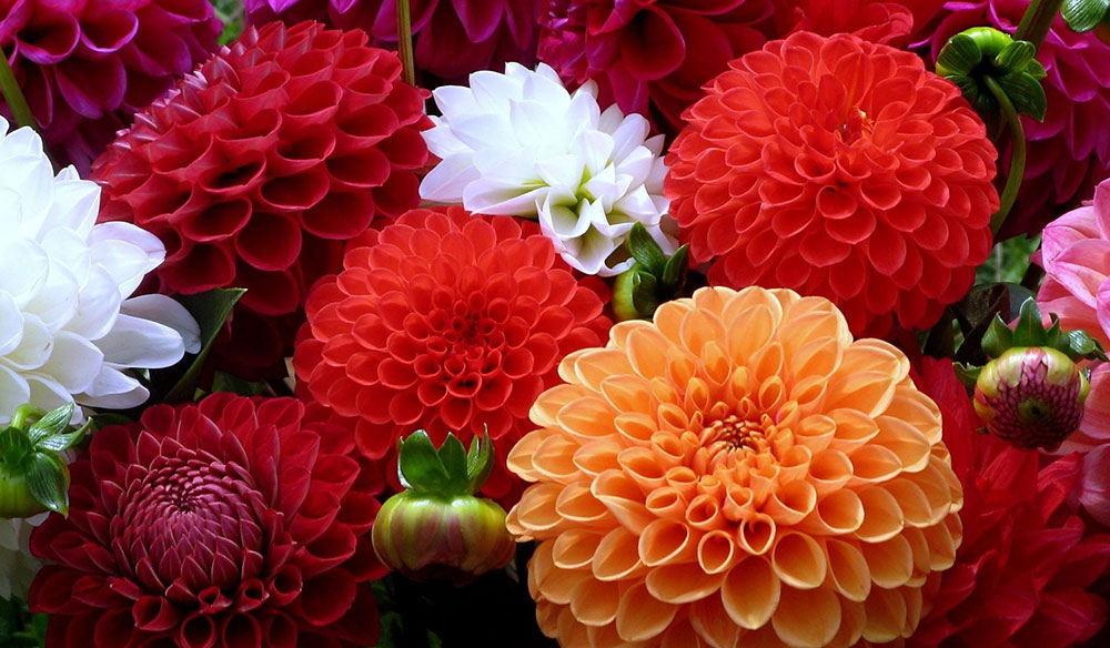 En Güzel Çiçekler - HD Resim | Rooteto