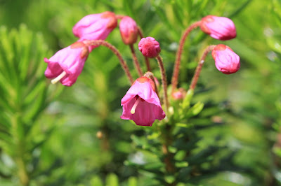 Phyllodoce empetrifromis – Pink Mountain Heather