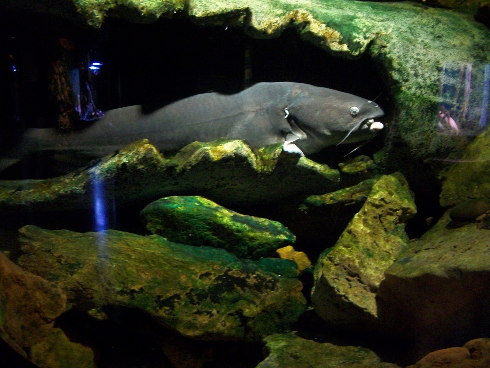 Life in the slow lane Tulsa Aquarium