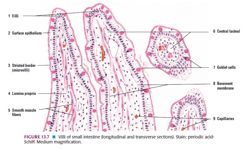 Histologi Sistem Pencernaan-Usus Halus dan Usus Besar | BlogK Putih