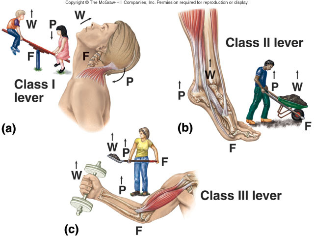 The Expressive Figure: Biomechanics of Movement: The Three Classes of