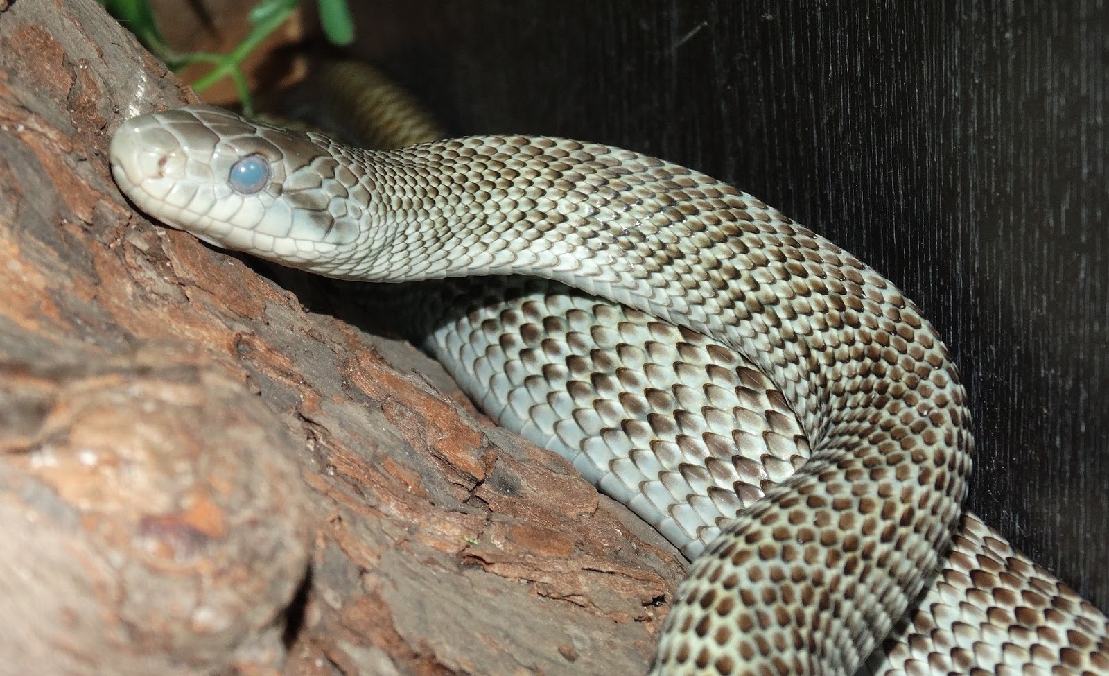 Reptiles Amphibians & Fish JAPANESE RAT SNAKE ELAPHE CLIMACOPHORA