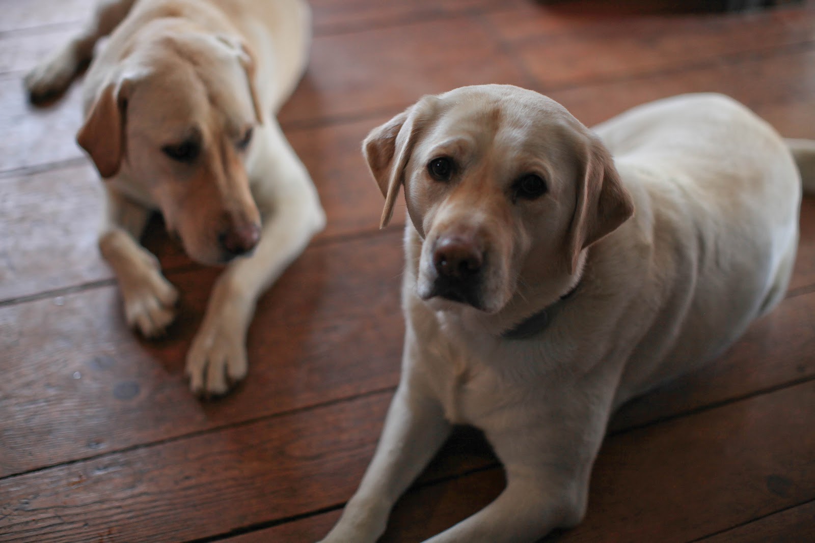 meanest dogs meanest breeds breeds picture meanest dogs meanest breeds breeds picture