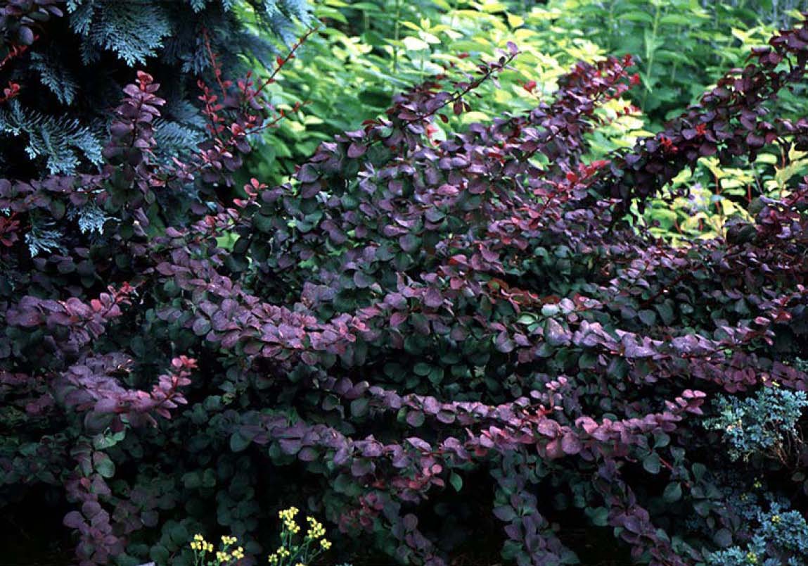 Beechwood Landscape Architecture and Construction Barberry Purpurea