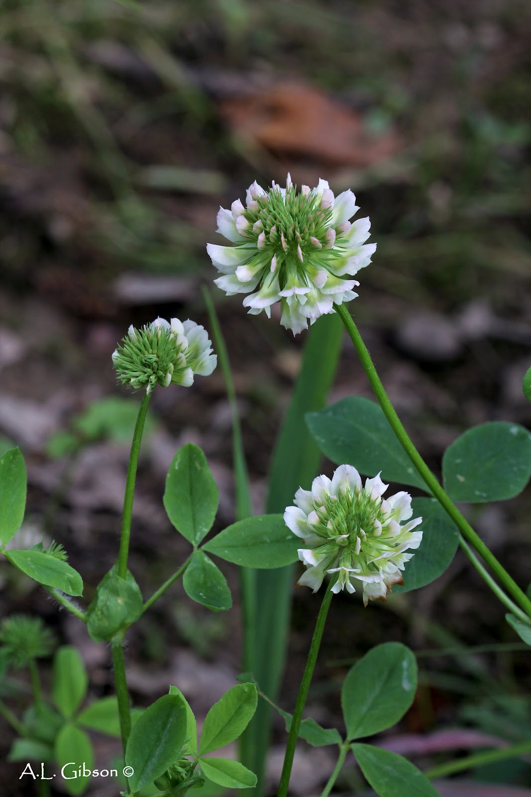 The Buckeye Botanist Buffalo Clover Rediscovered 100 Years Later