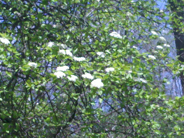 Flora Wonder Blog Viburnum When You Can Mulch Them