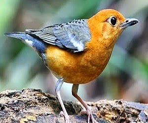 Zona Burung Kicau Mywapblog