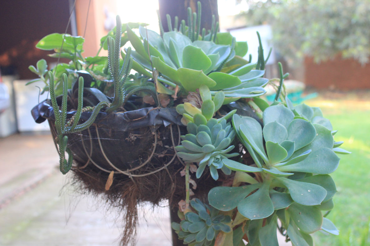 The Succulent and Cactus Lady (that's me!) Succulents in hanging baskets