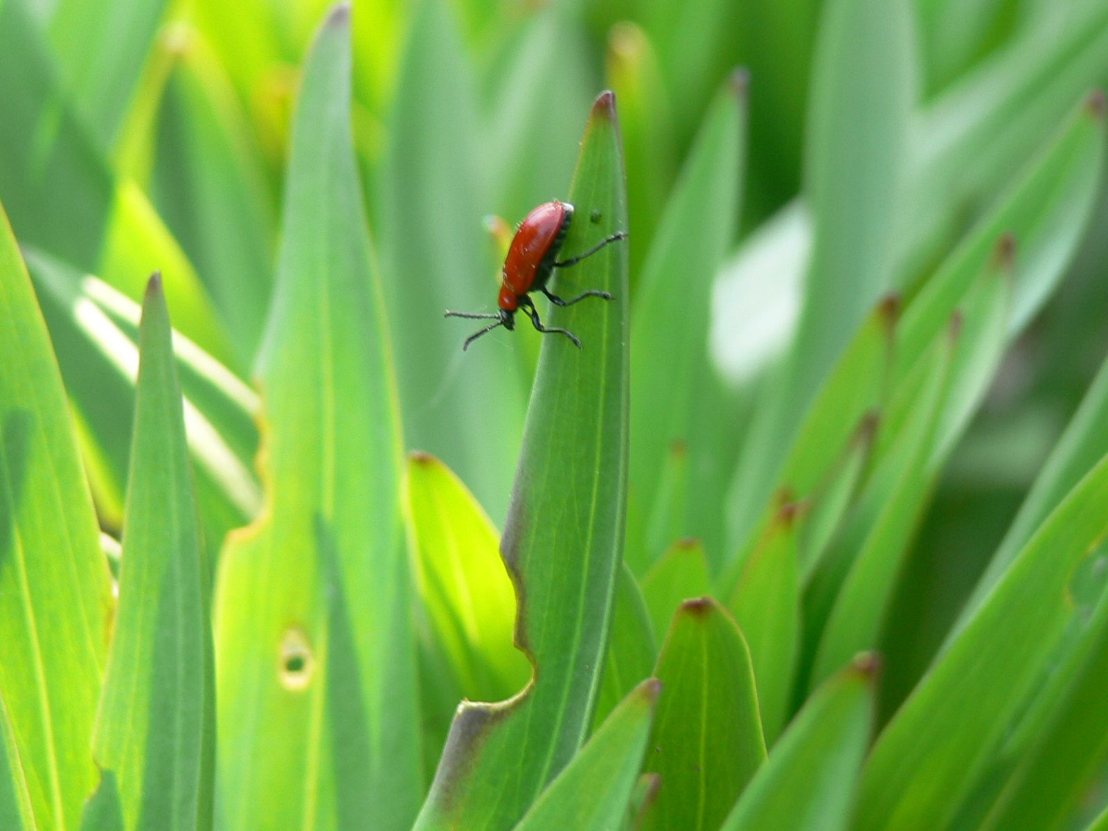 The Vermont Gardener Lily Leaf Beetle Control