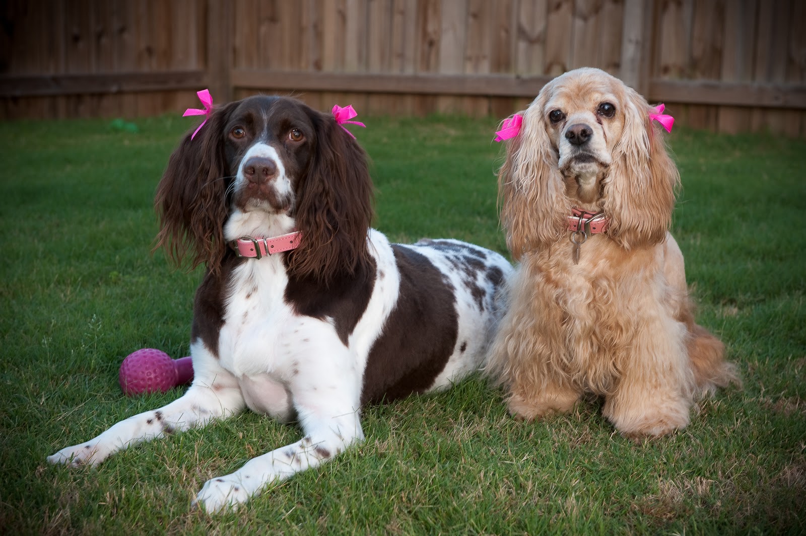 Homemade Dog Treats...BONE Appetit!