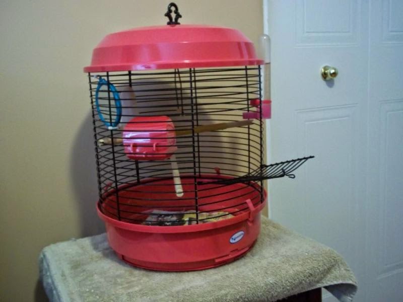 Pet Birds Veterinary Assisting, Parrots Cages, Pet Birds Sitters