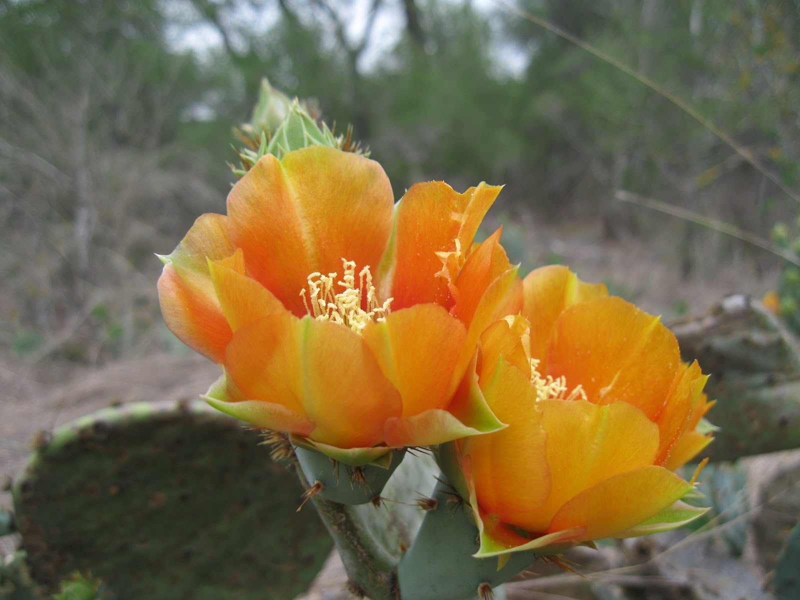 Wild Edible Texas Prickly Pear Flowers