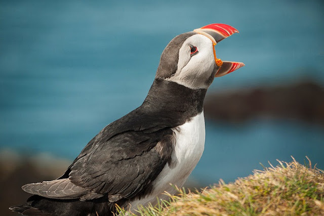 Observando a las aves en los acantilados de Latrabjarg, Islandia