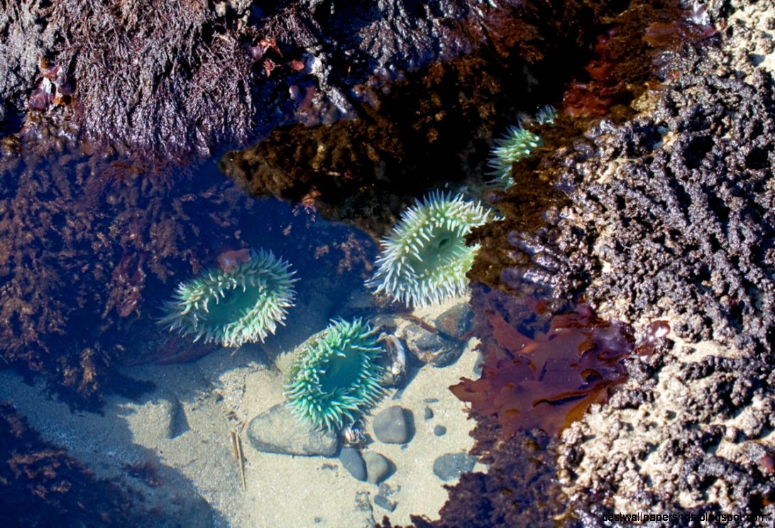 Birding Is Fun Tide pools and birds Birding Is Fun Tide pools and birds