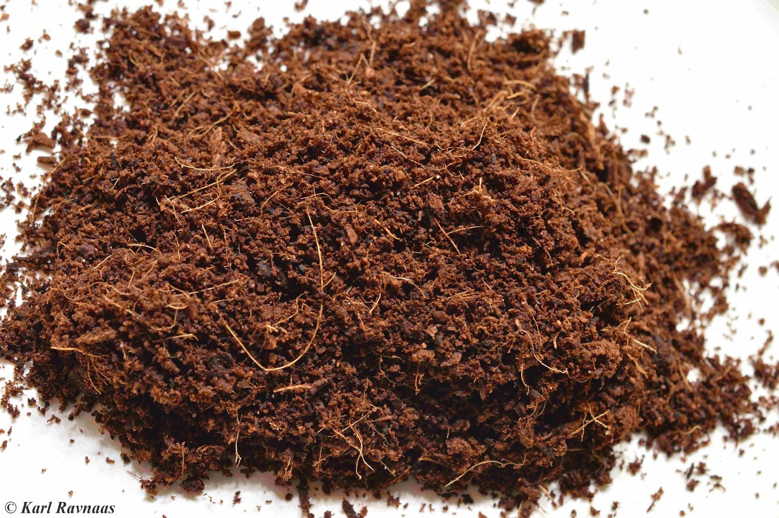 Living Rocks A blog about cacti and other succulents The Nursery