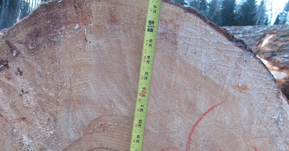 Wille Logging Lumber & Timber Enormous White Pine Logs