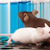 Kisah Tikus