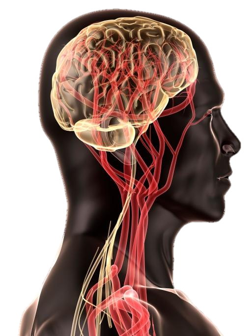 Presentation on the stomach Giant Cell Arteritis