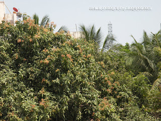 The Mango Tree