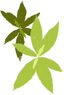 All Cliparts: Leaves Clipart