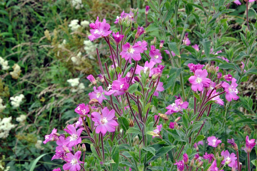North Fife Great Willowherb