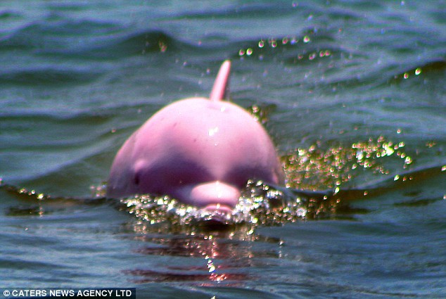 NICE WALLPAPERS: pink bottlenose dolphin