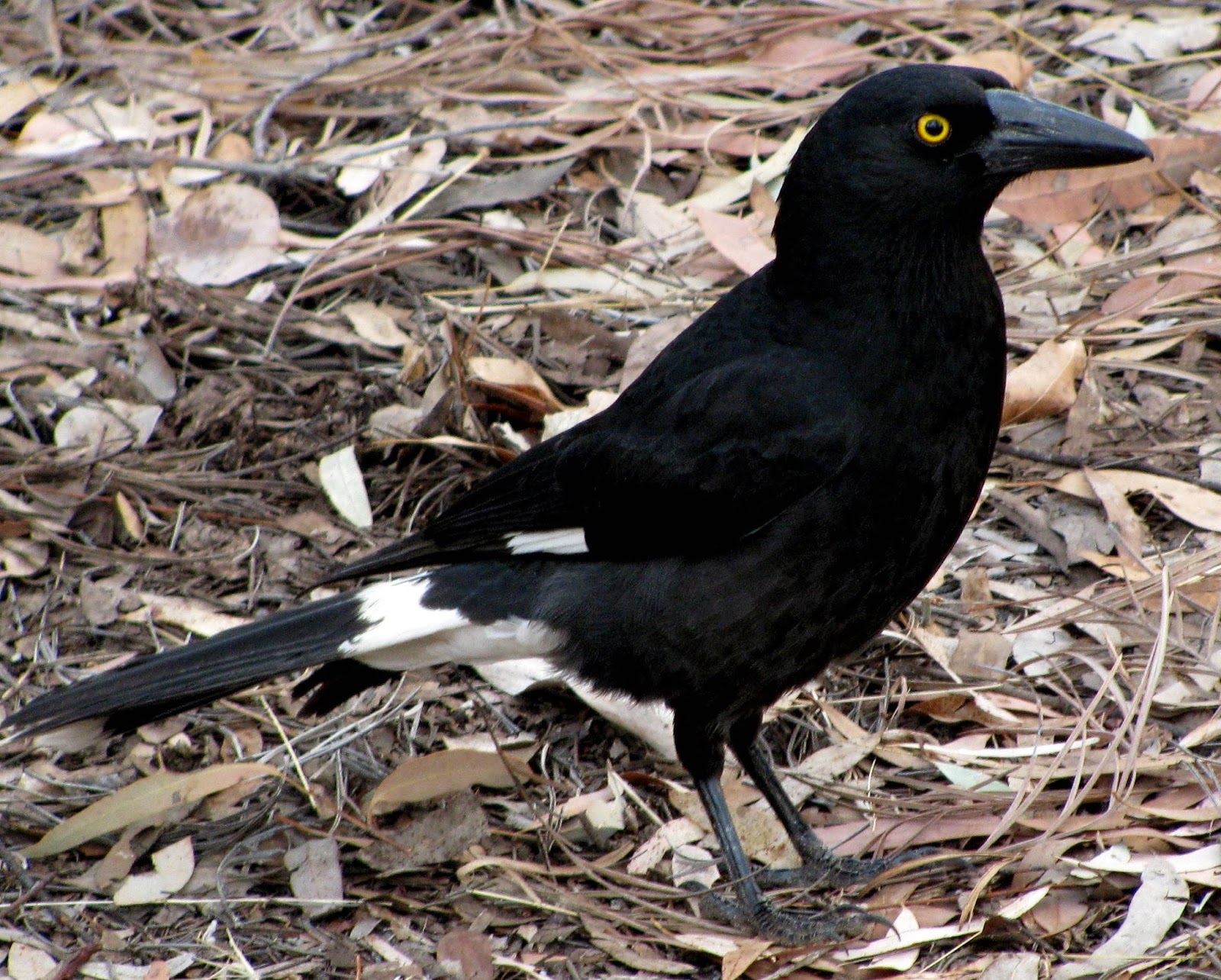 Pied Currawong Birds World