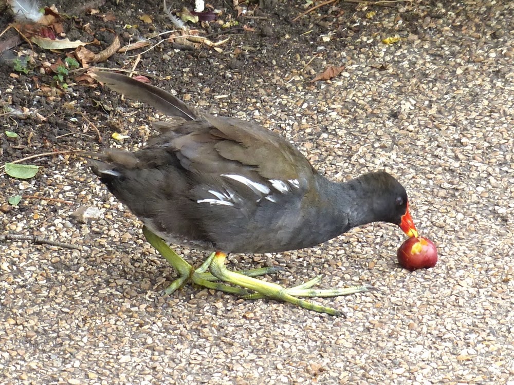 Kensington Gardens and Hyde Park birds