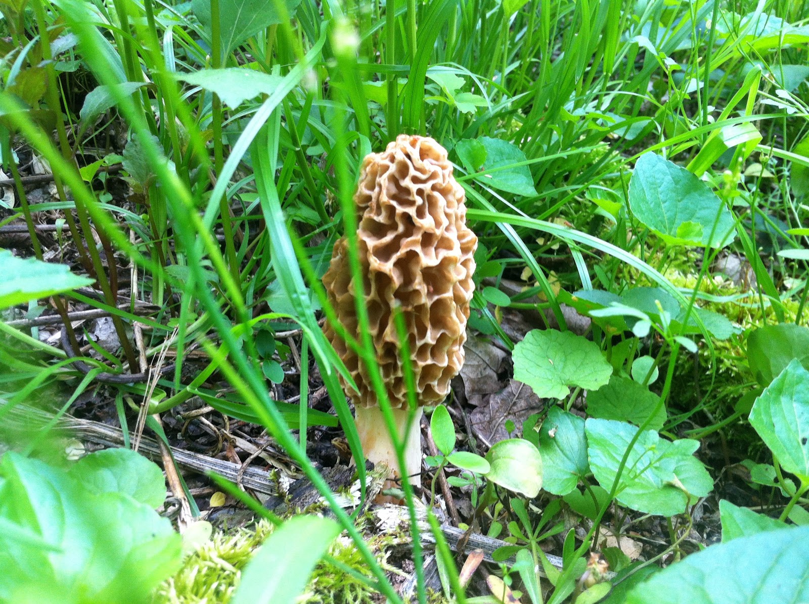 HootPoot's HobNob It's Morel Season!