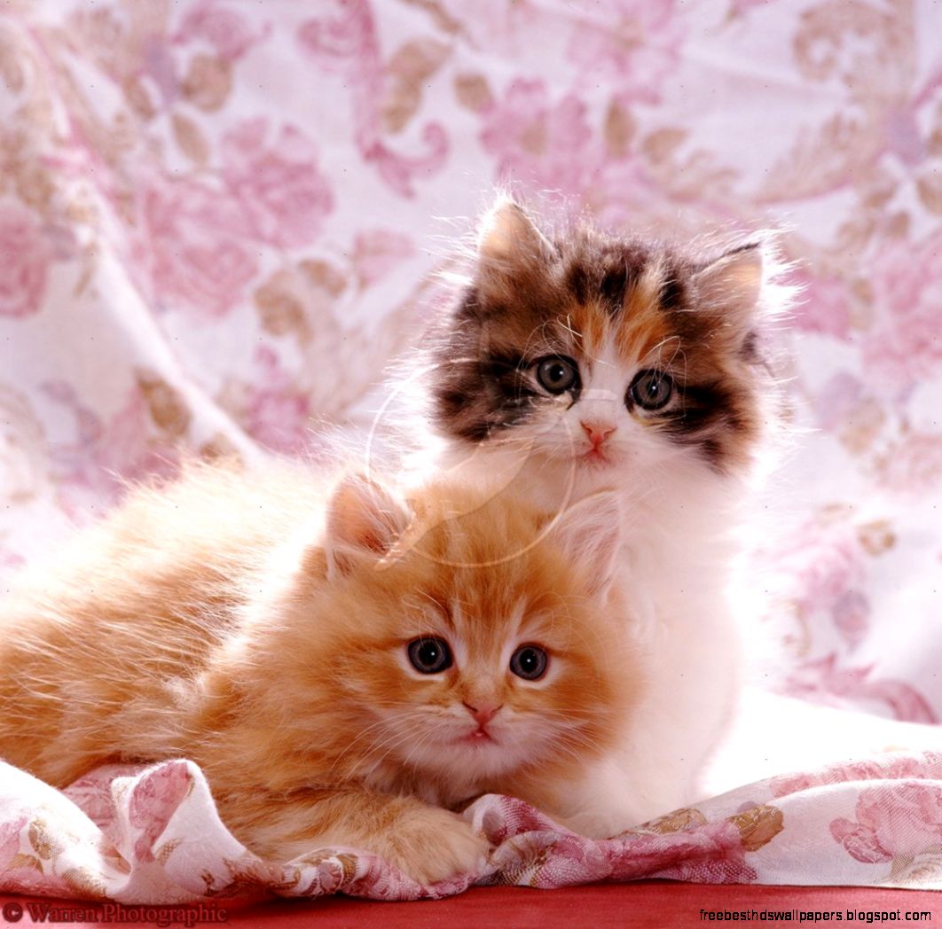 Really Cute Cats and Kittens Really Cute Cats and Kittens