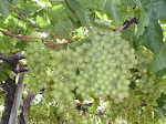 uvas sem sementes