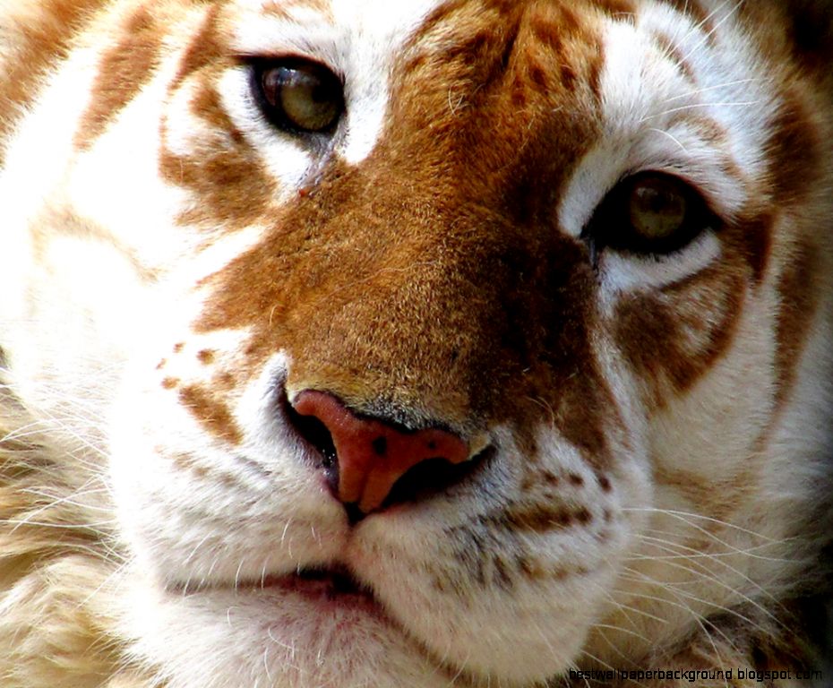 Golden tiger a20853283 Tiger Day Golden tiger a20853283 Tiger Day