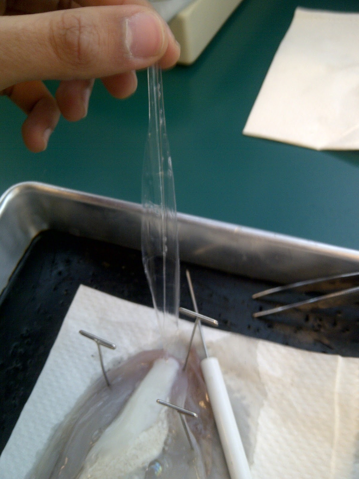 Josh's Biology Blog Squid Dissection!