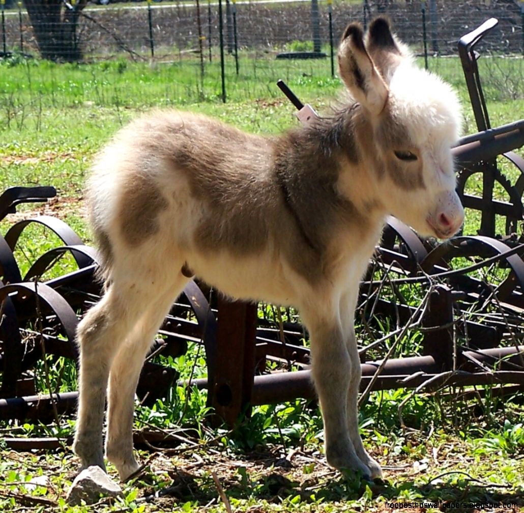 Adorable Baby Donkey Adorable Baby Donkey