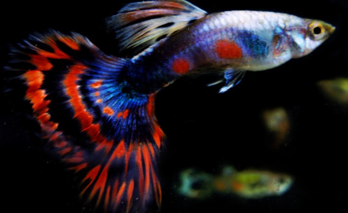 Ternak Perawatan dan Cara Budidaya Ikan Hias: Yuk Kita ...